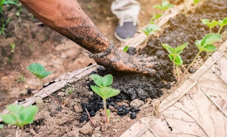 C&oacute;mo hacer abono casero para las plantas / plantas medicinales