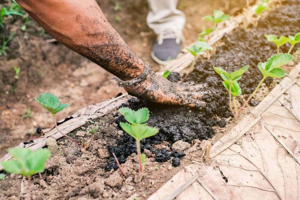 C&oacute;mo hacer abono casero para las plantas / plantas medicinales