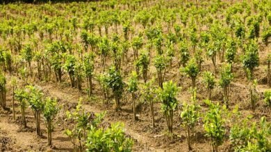 Colombia bati&oacute; r&eacute;cord en cultivos de coca en 2021 glisofato