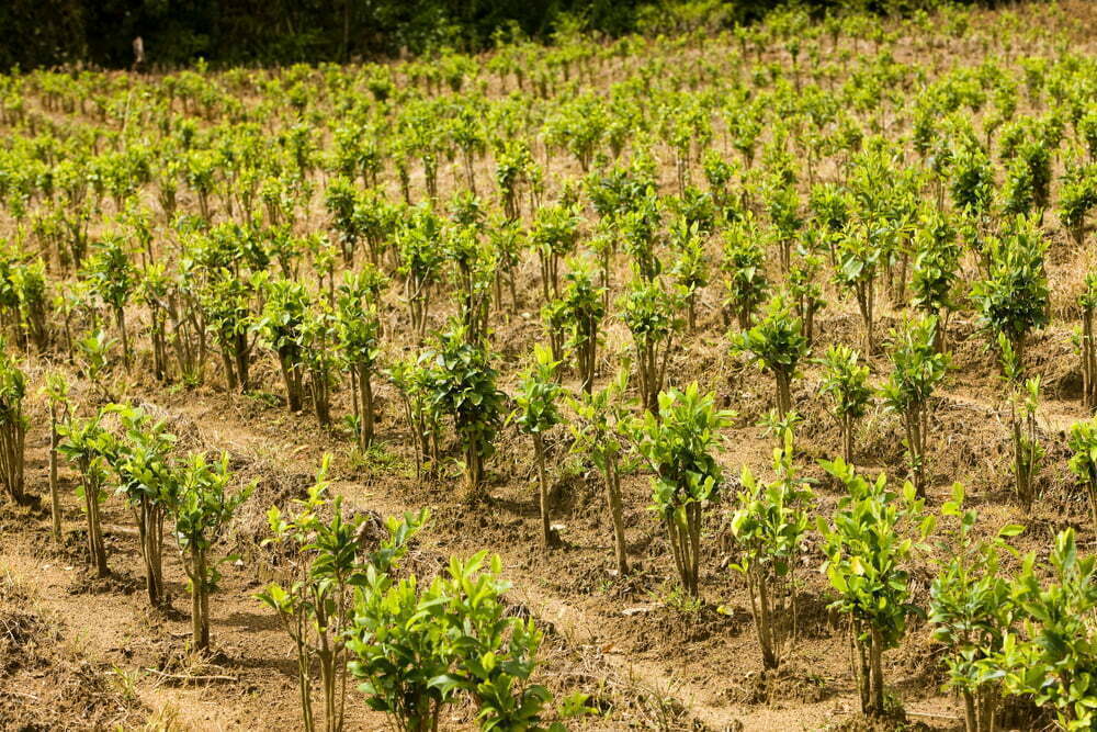 Colombia bati&oacute; r&eacute;cord en cultivos de coca en 2021