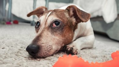 Por qu&eacute; mi perro tiene los ojos rojos / edad de un perro / cortarle la cola y orejas a un perro