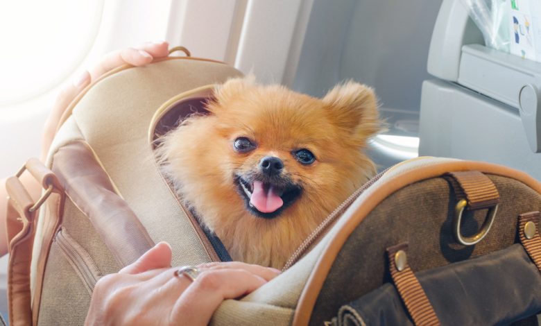 Quiere viajar con su mascota en la cabina del avión