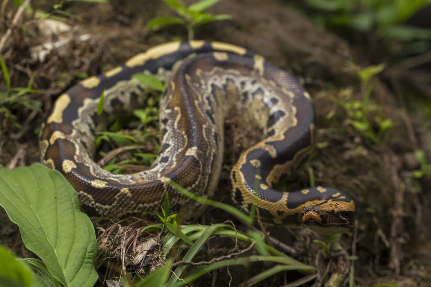 Pit&oacute;n se comi&oacute; viva a mujer