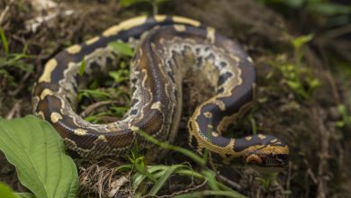 Pit&oacute;n se comi&oacute; viva a mujer