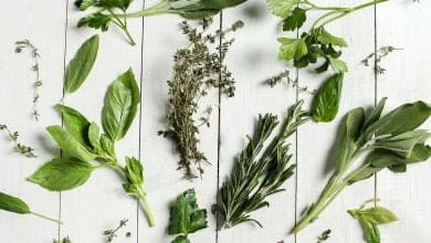 hierbas arom&aacute;ticas y especias medicina herbaria