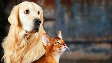 un perros y un gato mirando hacia la misma dirección