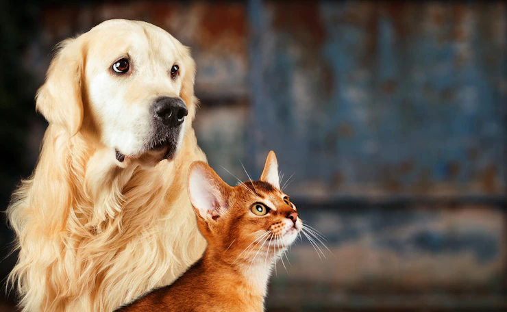un perros y un gato mirando hacia la misma dirección | carne de perro y gato