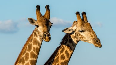 dos jirafas macho al atardecer / Jirafa le quita la vida a un beb&eacute;
