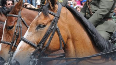 uso de caballos de la Polic&iacute;a