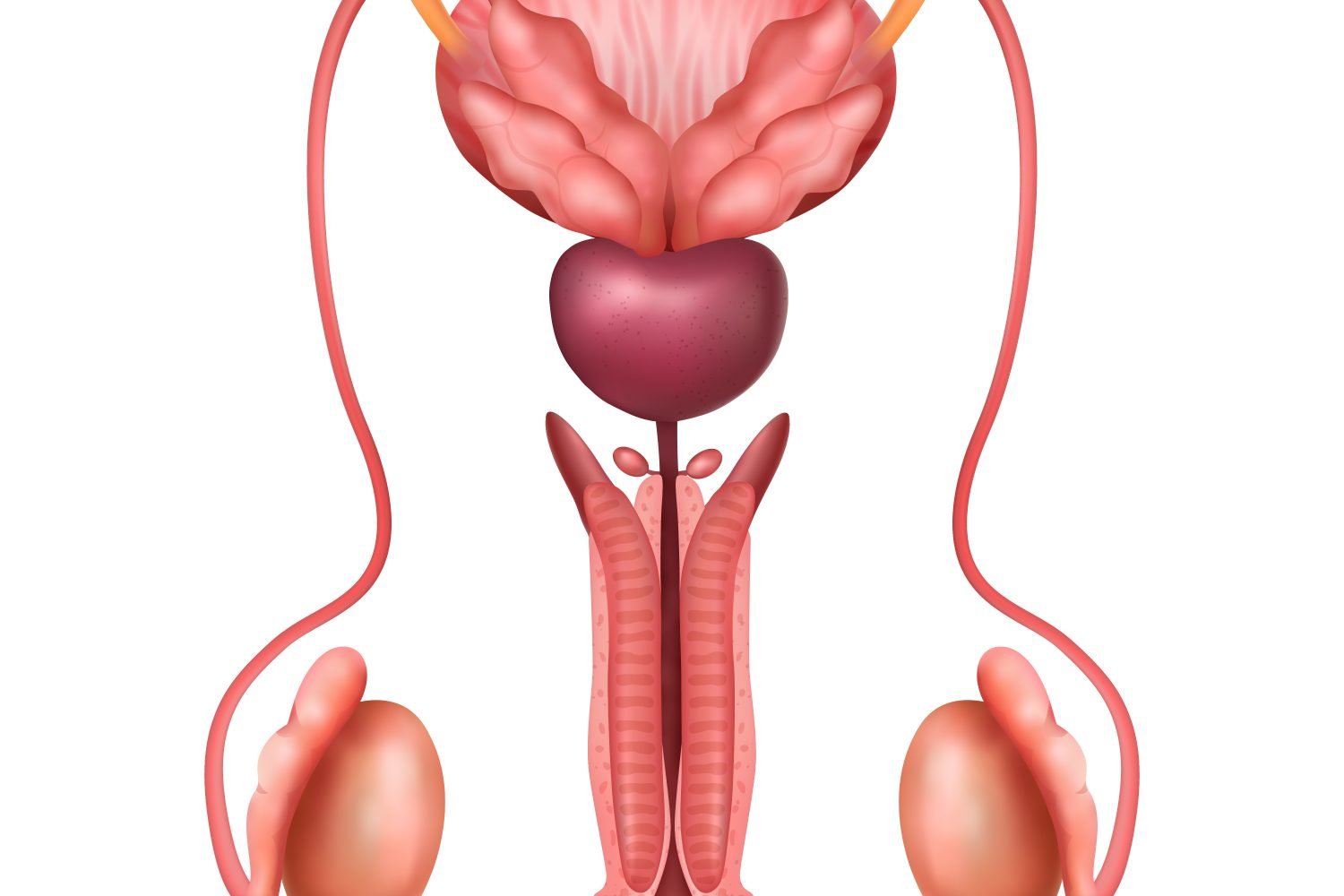 gráfico del sistema reproductor masculino con testículos grandes
