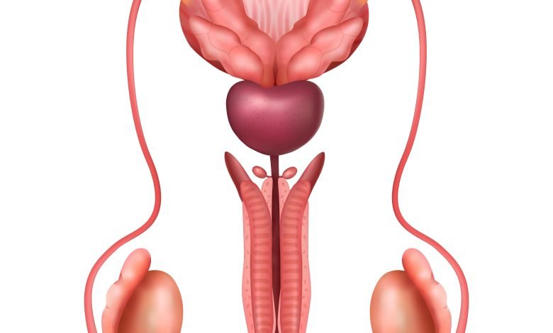 gráfico del sistema reproductor masculino con testículos grandes