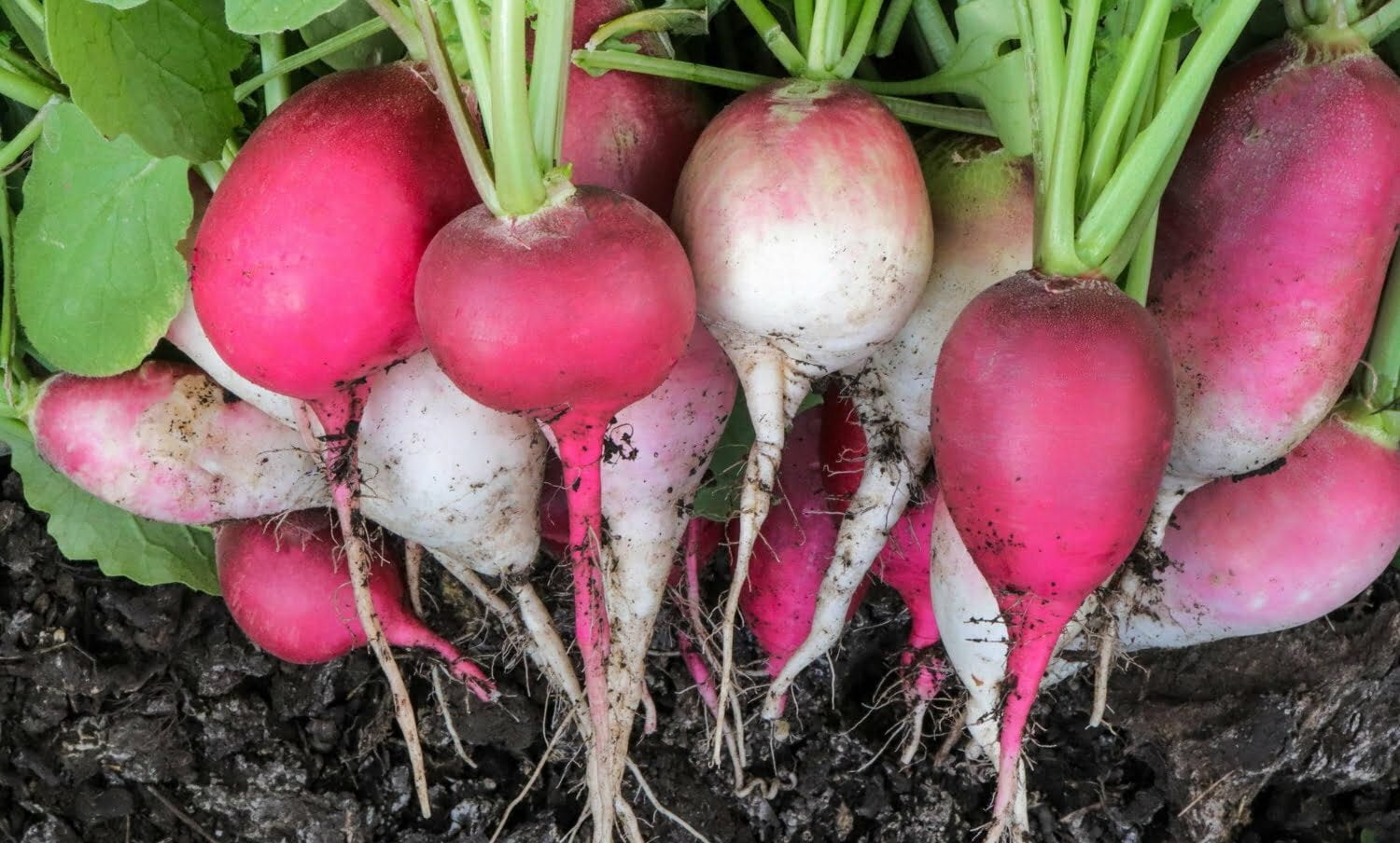 R&aacute;bano rosado reci&eacute;n recogido con hojas verdes