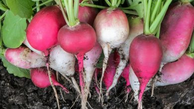 R&aacute;bano rosado reci&eacute;n recogido con hojas verdes