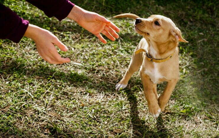 Las manos humanas se acercan al pequeño cachorro. el cachorro está jugando con el dueño en el perro