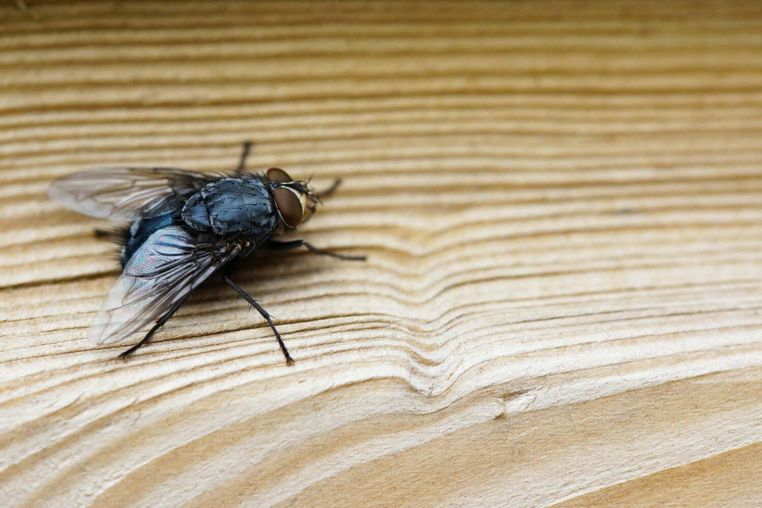 Primer plano de una mosca sobre una superficie de madera marrón / moscas | moscas lejos