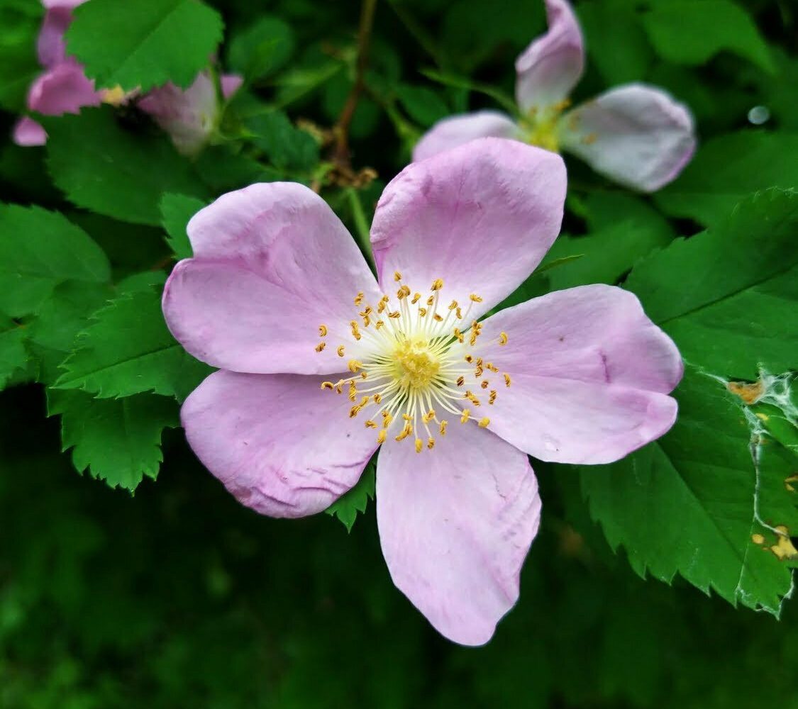 Flores de rosa mosqueta