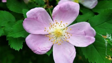 Flores de rosa mosqueta