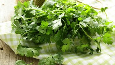 T&eacute; de cilantro para bajar de peso: as&iacute; se debe preparar - cultivar cilantro