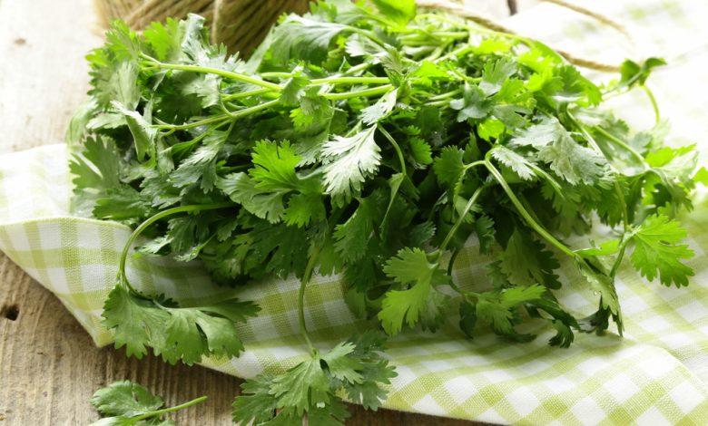 T&eacute; de cilantro para bajar de peso: as&iacute; se debe preparar - cultivar cilantro