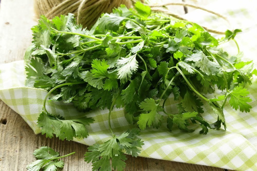 T&eacute; de cilantro para bajar de peso: as&iacute; se debe preparar - cultivar cilantro