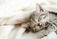Existe alg&uacute;n riesgo si duermo con mi gato / gatos