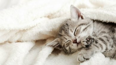 Existe alg&uacute;n riesgo si duermo con mi gato / gatos