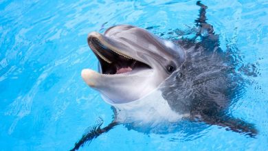 Insólito: una mujer tuvo relaciones con un delfín