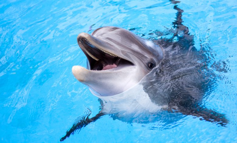 Insólito: una mujer tuvo relaciones con un delfín