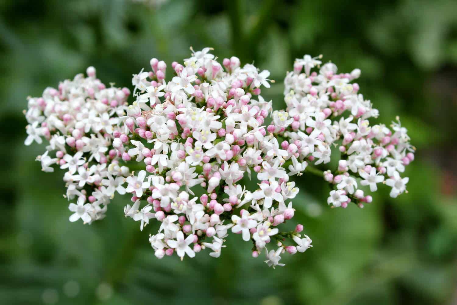 Jard&iacute;n de flores de valeriana - Tres infusiones que le ayudar&aacute;n a dormir mejor