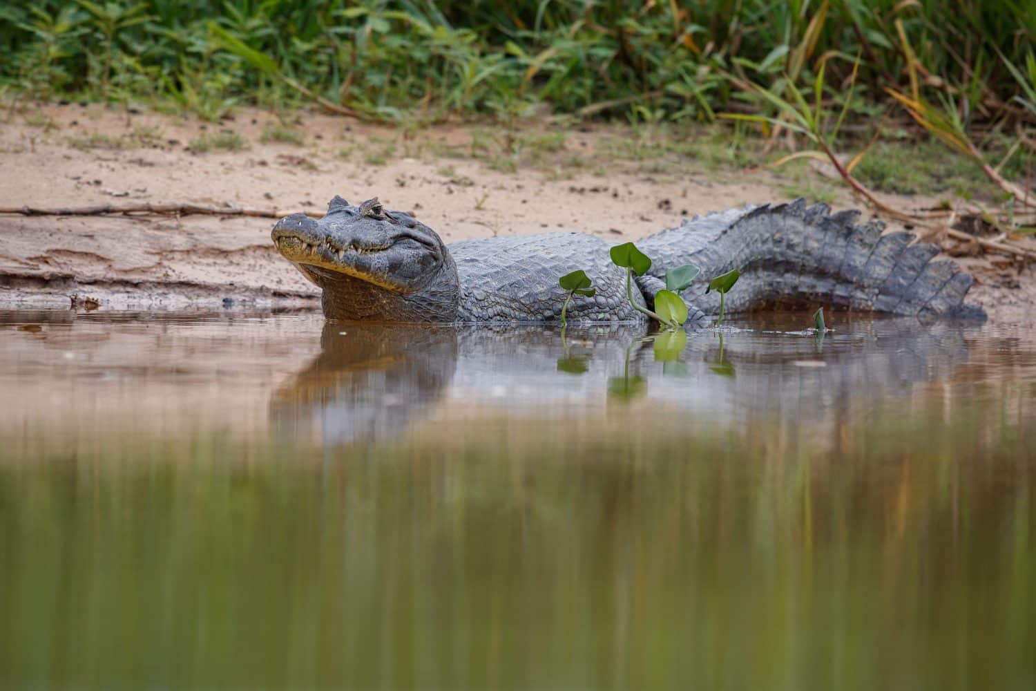 Cocodrilo se devor&oacute; a menor | perro caim&aacute;n | caimanes de un lago | en la boca de un caim&aacute;n
