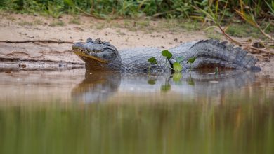 Cocodrilo se devor&oacute; a menor | perro caim&aacute;n | caimanes de un lago | en la boca de un caim&aacute;n