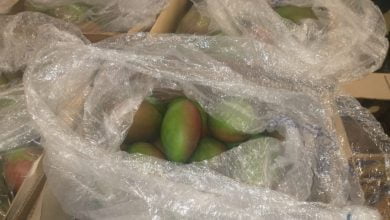 Colombia export&oacute; mango fresco