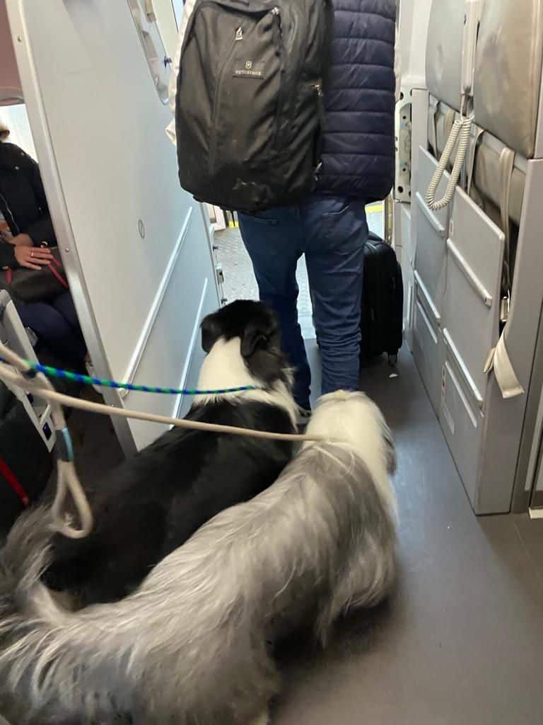 perros en vuelo de Avianca