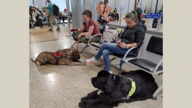 Avianca perritos vuelo
