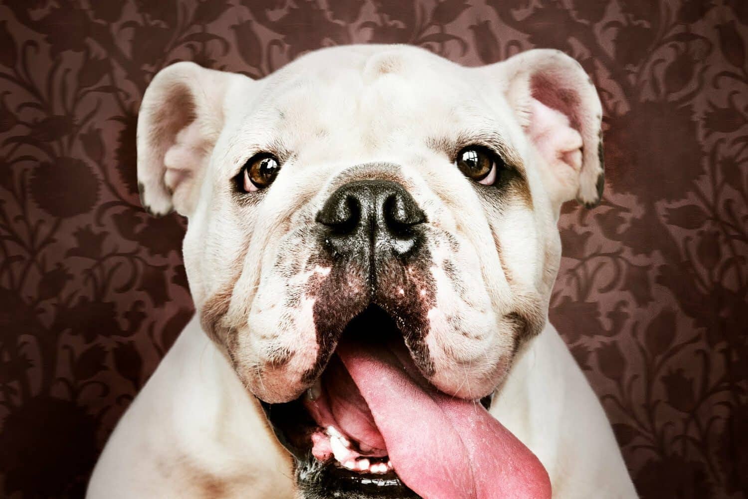 Perro con la lengua afuera y gotas de saliva | perro dedo del pie