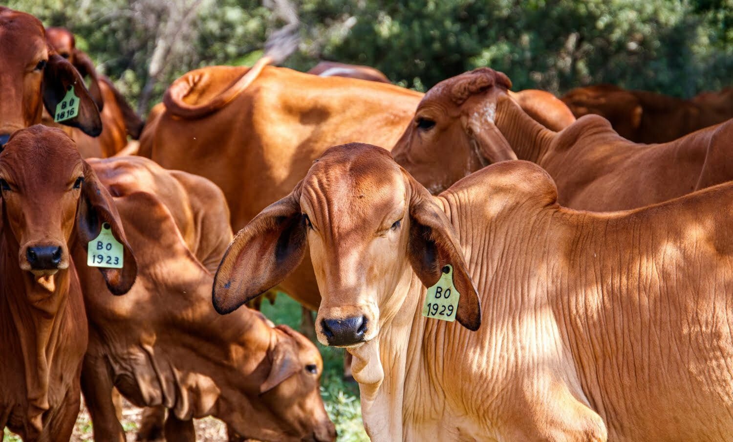 vacas en un campo verde en un d&iacute;a soleado / exportaci&oacute;n