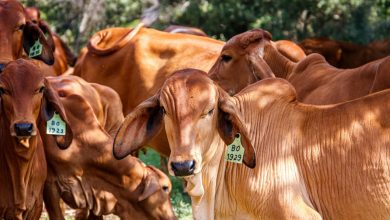 vacas en un campo verde en un d&iacute;a soleado / exportaci&oacute;n