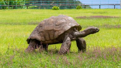Jonathan, la tortuga más vieja del mundo, celebra sus 190 años