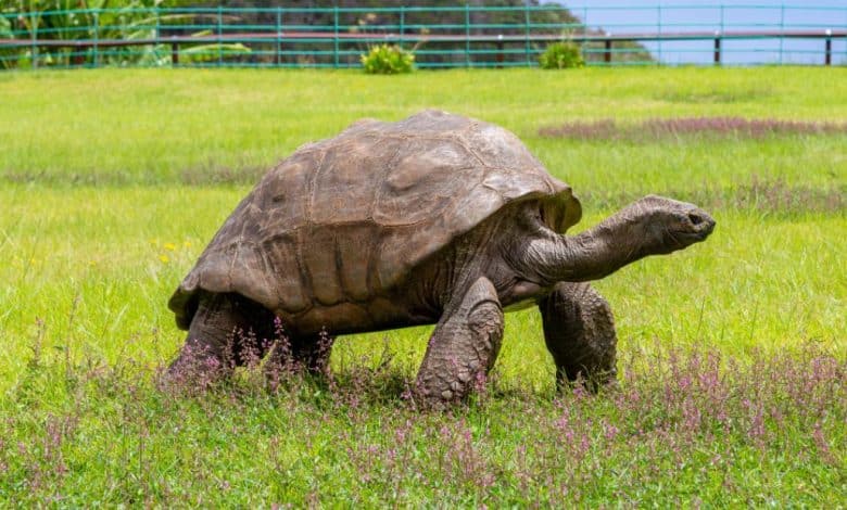 Jonathan, la tortuga m&aacute;s vieja del mundo, celebra sus 190 a&ntilde;os