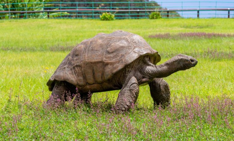 Jonathan, la tortuga más vieja del mundo, celebra sus 190 años