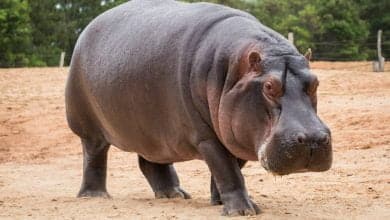 hipop&oacute;tamo se trag&oacute; a un ni&ntilde;o de 2 a&ntilde;os, luego lo escupi&oacute; y sali&oacute; vivo