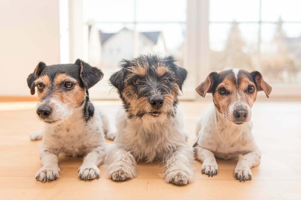 10 razas de perro que pueden vivir en un apartamento / perros / edad de un perro / olor a perro