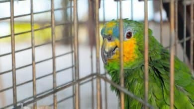 tr&aacute;fico de animales silvestres / zool&oacute;gico