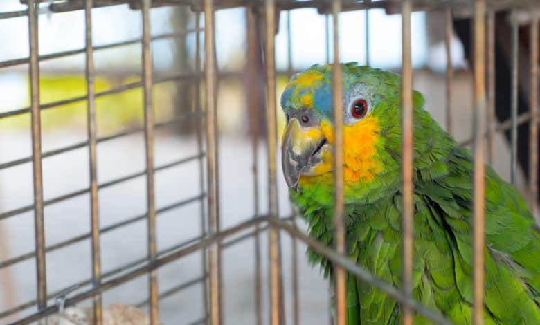 tr&aacute;fico de animales silvestres / zool&oacute;gico