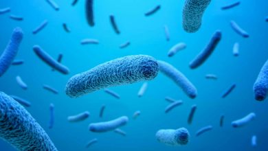 ilustraci&oacute;n de c&oacute;mo se ve la bacteria salmonela en un microscopio | salmonella - Alarma en Colombia por brote de bacteria resistente a antibi&oacute;ticos en hospitales del pa&iacute;s