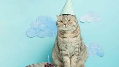 C&oacute;mo calcular la edad humana de un gato