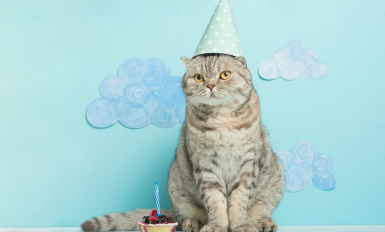 C&oacute;mo calcular la edad humana de un gato