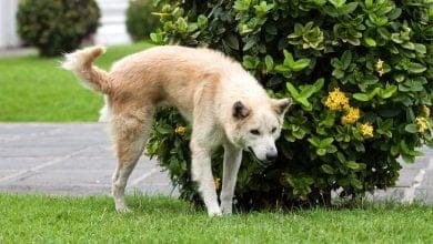 Con este truco los perros ya no orinar&aacute;n ni defecar&aacute;n delante de su casa / perro