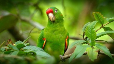 Delincuentes secuestraron un loro y exig&iacute;an $70.000 para devolverlo