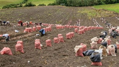 V&iacute;a Panamericana